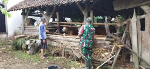 Peduli Kesehatan Hewan Ternak, Babinsa Koramil Doko Cek Hewan Ternak Warga Binaannya