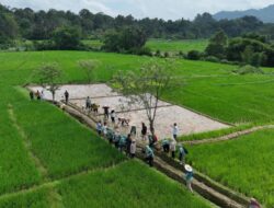 Bupati Tapsel Bersama Masyarakat Hadiri Penanaman Bibit Varietas Unggul Di Kecamatan Sipirok